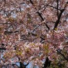 【日本廉航航點】台灣飛往日本的航線懶人包(香草、樂桃、捷星、虎航、酷航)