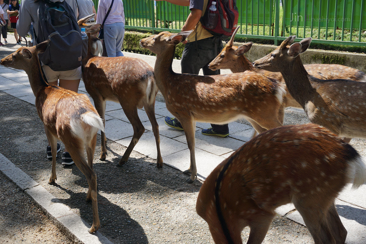 奈良鹿公園與nara shika kouen 06相關畫面