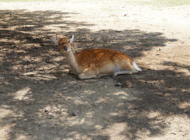 奈良鹿公園與nara shika kouen 08相關畫面