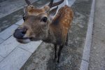 また與まだ的差別 圖片1