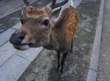 また與まだ的差別 圖片1