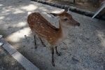 おにぎり VS. おむすび 圖片1