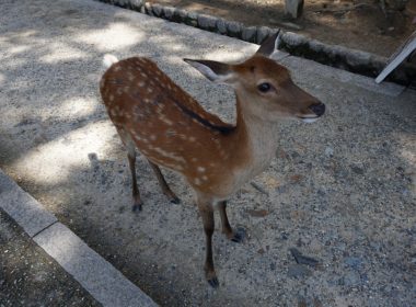 おにぎり VS. おむすび 圖片1