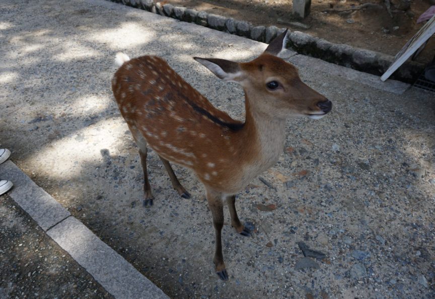 おにぎり VS. おむすび