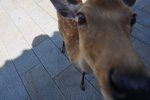 日本的曆法「六曜(ろくよう)」 圖片1