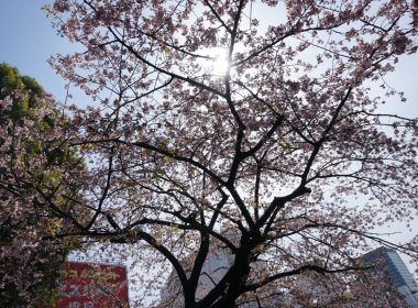 2019年日本賞櫻前必備櫻花預測開花及滿開資訊、網站 圖片2