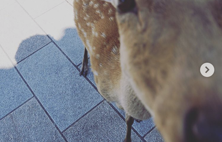 Instagram 變英文介面解決方法教學 圖片12