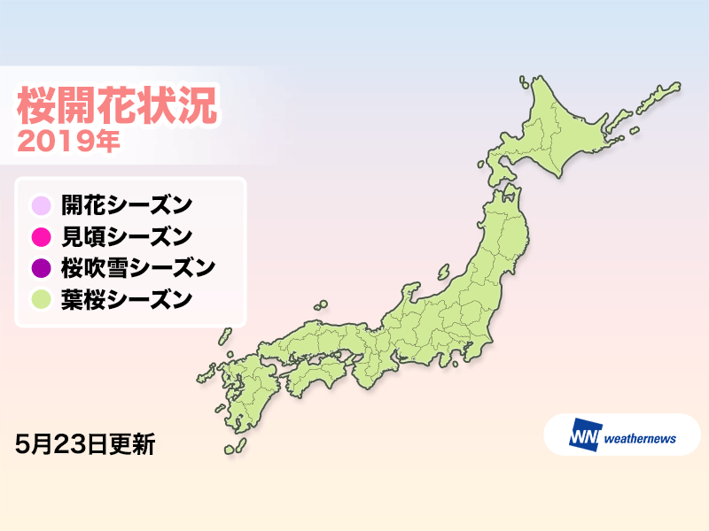 2019年日本賞櫻前必備櫻花預測開花及滿開資訊、網站 圖片4