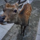 鹿 叫聲