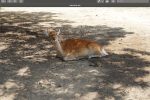 Mac 單張圖片或多張圖片轉 PDF 教學 圖片1