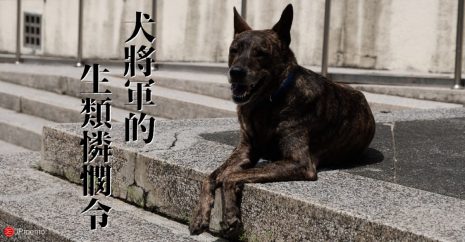 動保狗將軍德川綱吉的天下惡法「生類憐憫令」