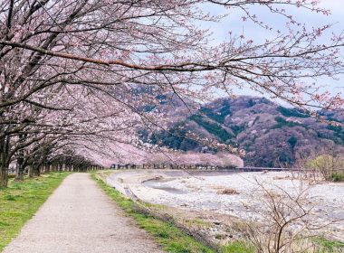 2023年日本櫻花預測開花及滿開資訊 圖片1