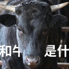 日本和牛與一般的牛有什麼不同？