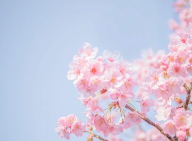 【1/16更新】2024年日本櫻花預測開花及滿開最新資訊 圖片1