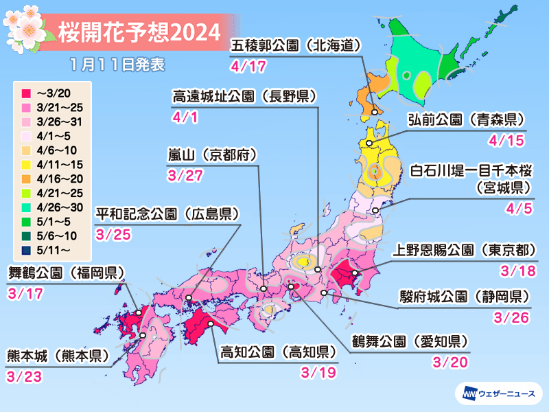 【1/16更新】2024年日本櫻花預測開花及滿開最新資訊 圖片3