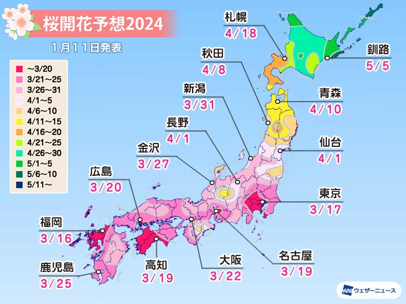 【1/16更新】2024年日本櫻花預測開花及滿開最新資訊 圖片2